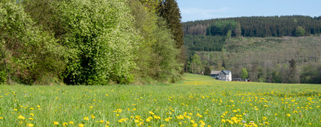 blooming flowers and trees with distant farm in valley near winterberg in sauerland under blue sky in springの写真素材