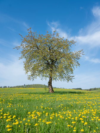 blue sky over spring meadow full of yellow dandelions in german sauerland with lonely treeの写真素材