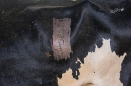 closeup of sewn black and white cowhide after operation like possibly cesarean sectionの写真素材