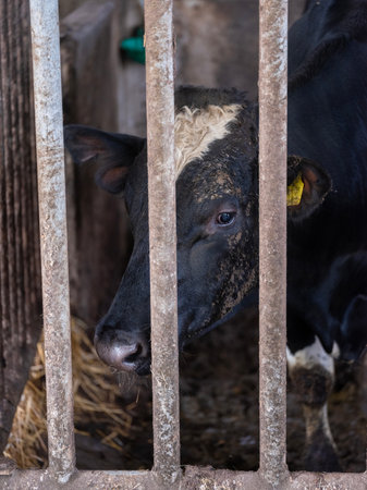 head of black and white cow behind rusty steel bars on dutch farm in the netherlandsの写真素材