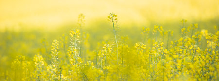 rapeseed plants closeup in agricultural fieldの写真素材