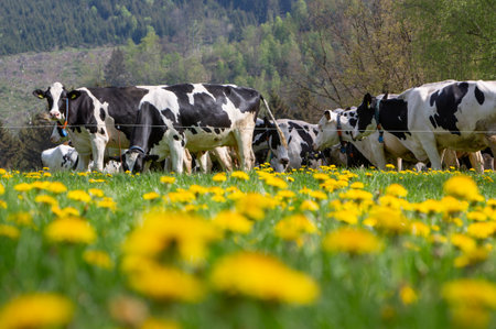 black and white cows and yellow dandelions in spring meadow near winterberg in german sauerland under blue skyの写真素材