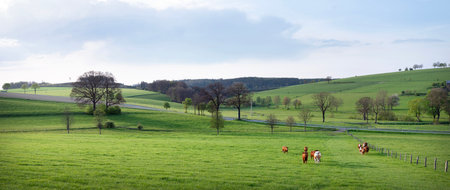 rural landscape with cows in green meadows and trees at sunset in German Sauerland in springの写真素材