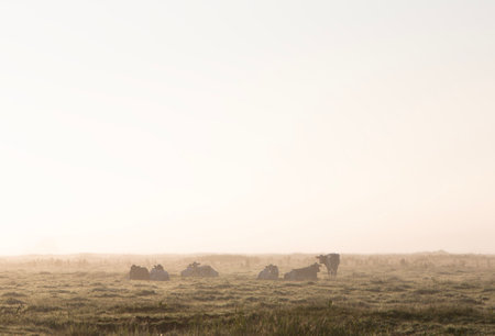 National Park Weerribben Wieden with cows in foggy early morning meadow during sunrise in Dutch province of Overijsselの写真素材