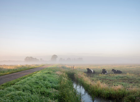 National Park Weerribben Wieden with cows in foggy early morning meadow during sunrise in Dutch province of Overijsselの写真素材