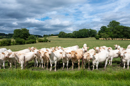 valleys, trees and fields with white cows in rural landscape of french ardennes at sunsetの写真素材