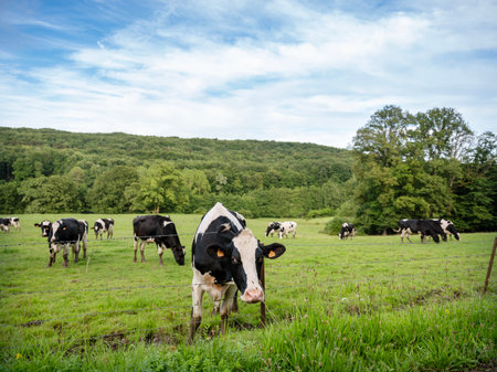 black and white spotted cows in countryside of french ardennes near Hirsonの写真素材