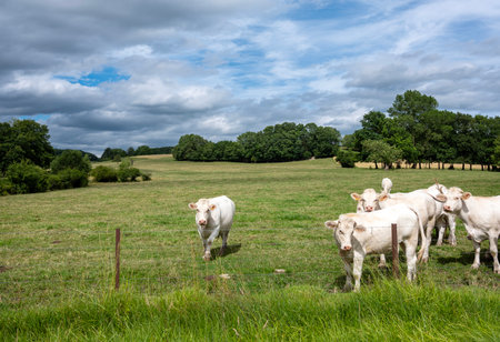 valleys, trees and fields with white cows in rural landscape of french ardennes at sunsetの写真素材