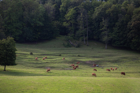 herd of brown cows graze near forest in french ardennes area on hillside with forest in summerの写真素材