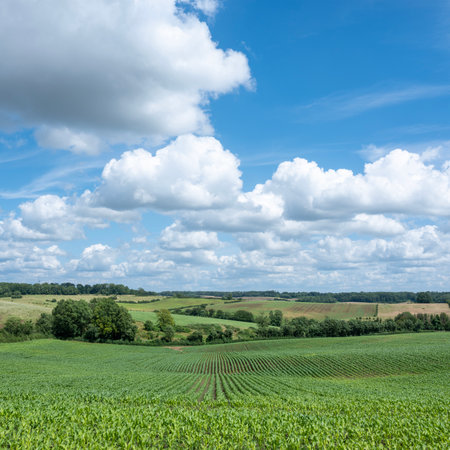blue sky and clouds over cornfield in rural countryside of french champagne ardennesの写真素材