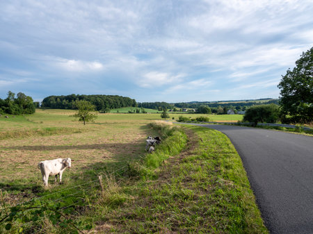 quiet country road winds through countryside of french ardennes at sunsetの写真素材