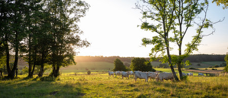 valleys, trees and fields with white cows in rural landscape of french ardennes at sunsetの写真素材