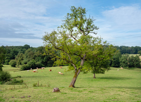 herd of brown limousin cows in green countryside of champagen ardennes in french summerの写真素材