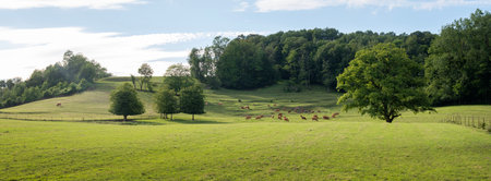 herd of brown limousin cows in green countryside of champagen ardennes in french summerの写真素材