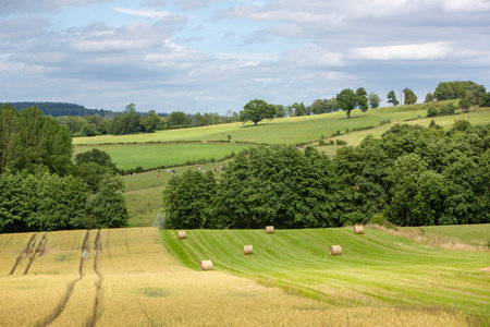 rural landscape of french champagne ardennes region with hay bales in grassy fieldsの写真素材