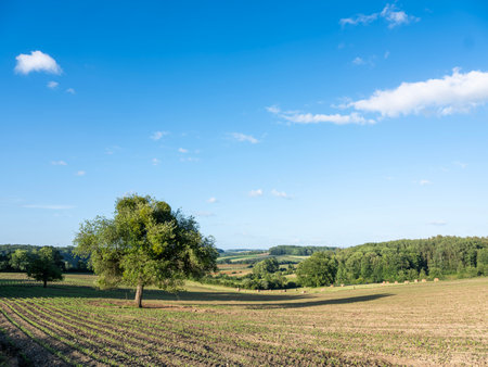 rural landscape of french champagne ardennes region with hay bales in grassy fieldsの写真素材