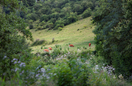 herd of brown cows graze near forest in french ardennes area on hillside with forest in summerの写真素材