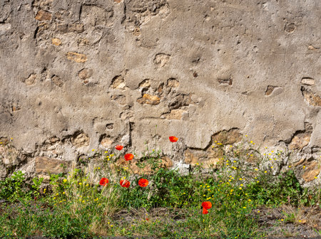 yellow and red flowers grow in summer against old stone wall in Franceの写真素材