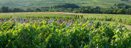 summer vineyards in the champagne region between reims and epernay in franceの写真素材