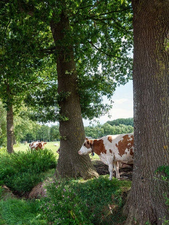 meadow in veluwe with red and white spotted cows and oak treesの写真素材