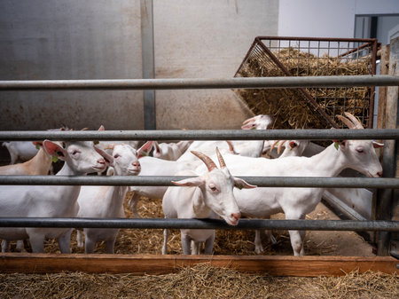 cute young goats on organic farm in the netherlands feed on hayの写真素材