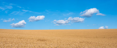 almost abstract picture of golden cornfield and blue sky with white clouds