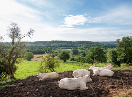 four white cows in countryside with trees, fields and meadow between Laon and Saint-Quentin in the north of Franceの写真素材