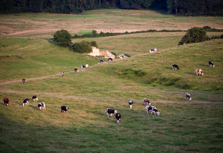 herd of spotted cows in hilly countryside of champagne-ardenneの写真素材