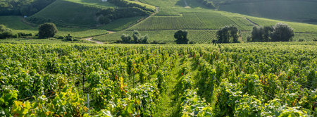 summer vineyards in the champagne region between reims and epernay in franceの写真素材