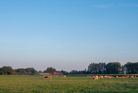 meadow with red and white spotted cows near farm between maashees and boxmeer in Noord-Brabantの写真素材