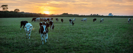 young black and white spotted cows in dutch meadow near river maas in limburg during colorful sunsetの写真素材