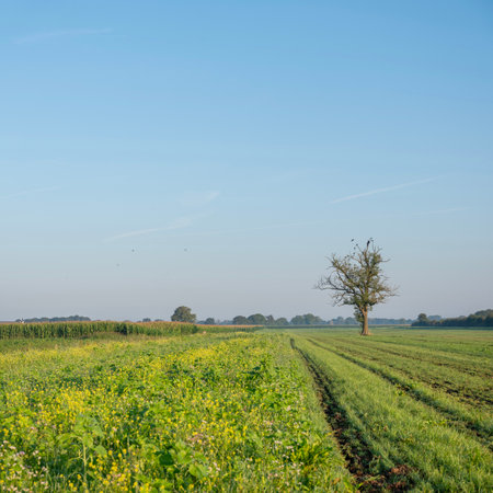 countryside with old oak tree and meadow near boxmeer in dutch province of north brabantの写真素材