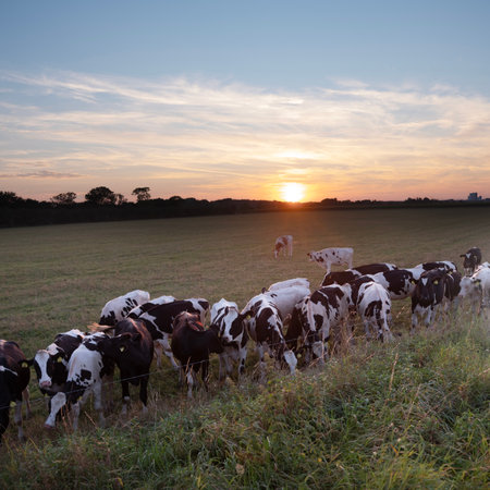 young black and white spotted cows in dutch meadow near river maas in limburg during colorful sunsetの写真素材