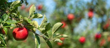 abundance of red apples hanging from apple tree in sunshineの写真素材