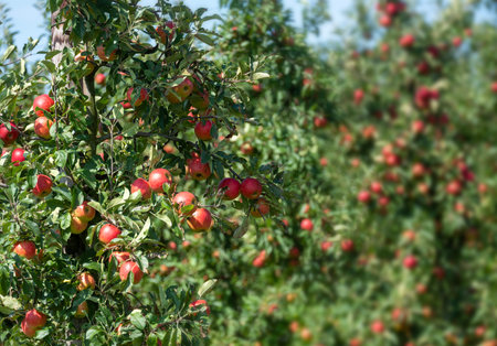 abundance of red apples hanging from apple tree in sunshine