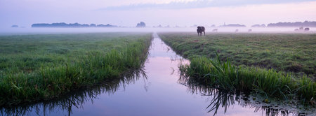 canal reflecting colorful sunrise and beef cows in misty meadow during sunrise near culemborg in the netherlandsの写真素材