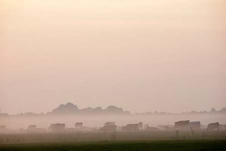 meadow with large herd of cows and trees in morning fog during sunrise near culemborg in the netherlandsの写真素材