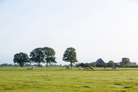 herd of spotted cows in green meadow near farm in countryside landscape of dutch Achterhoek on sunny summer morningの写真素材