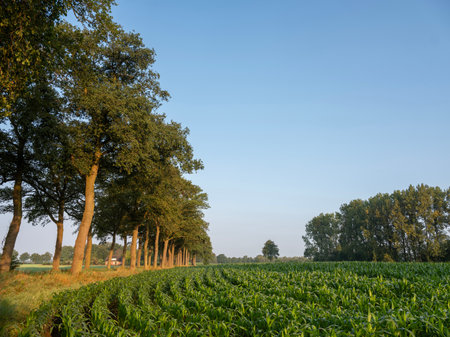 warm early morning sunlight on trees and corn field in Dutch Achterhoek near Doetinchem under blue summer skyの写真素材