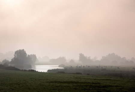 cows in foggy early morning meadows of Amerongse Bovenpolder in Holland at sunriseの写真素材