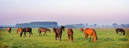 herd of young horses in meadow during sunrise in the netherlands near culemborgの写真素材