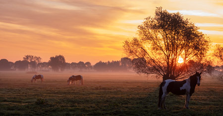 three horses in meadow at sunrise with colorful sky and willows in the netherlands between utrecht and culemborgの写真素材