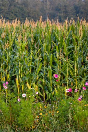 summer flowers in several colors for pollination purposes next to cornfield in the netherlandsの写真素材