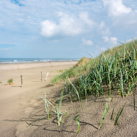 blue sky and clouds over dunes with marram grass at north sea beach in the netherlandsの写真素材
