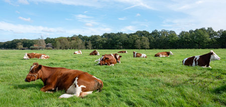 small herd of red and white spotted cows lie in green grassy meadow near utrecht in the netherlands under blue sky in summerの写真素材
