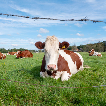 small herd of red and white spotted cows lie in green grassy meadow near utrecht in the netherlands under blue sky in summerの写真素材