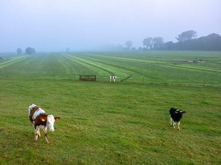 red and white calves in green meadow and farm seen from dike of river rhine in the netherlands on foggy morningの写真素材