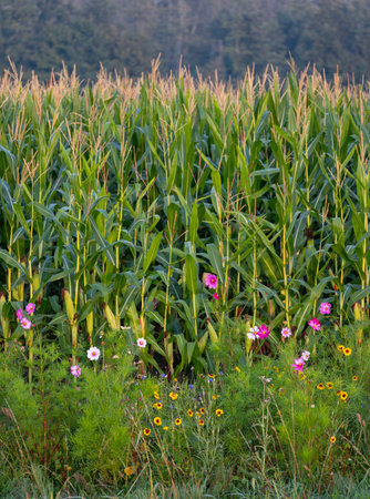 summer flowers in several colors for pollination purposes next to cornfield in the netherlandsの写真素材