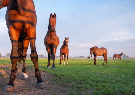 curious young brown horses in dutch meadow near utrecht in the netherlands in warm morning sunlight at sunriseの写真素材