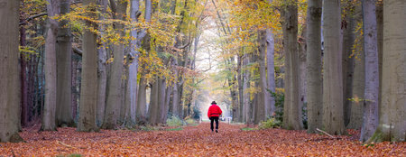 forest road with older man in red coat wearing hat and walking stick in colorful autumn near Utrecht in Hollandの写真素材